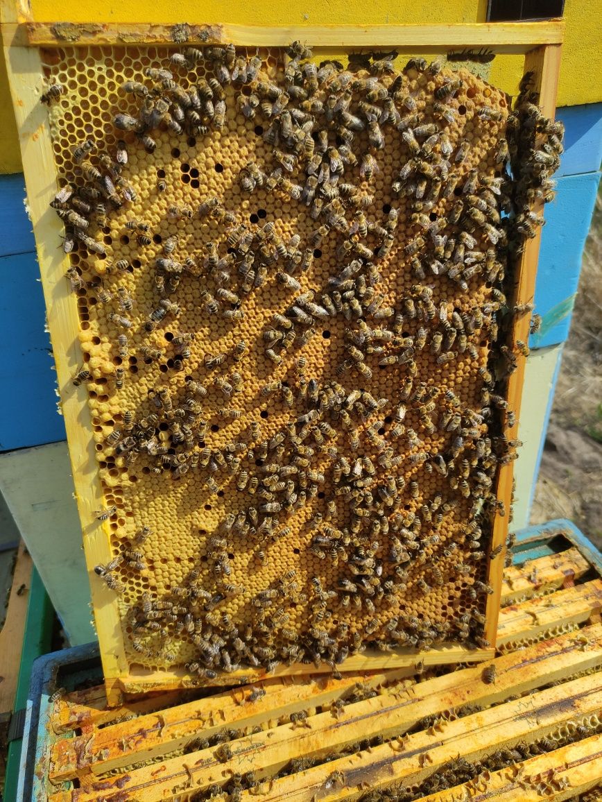 Odkłady pszczele Warszawska poszerzony dostępne od ręki