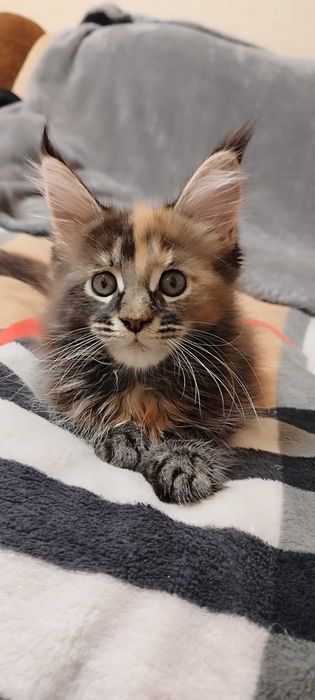 Мейн Кун кошенята