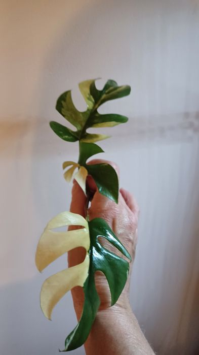 Rhaphidophora Tetrasperma variegata