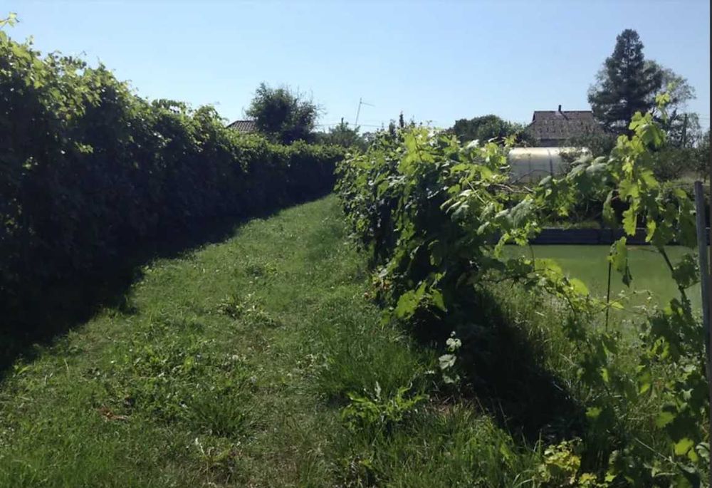 Власне озеро виноградники теплиця сад Бориспольскій р-н Вороньків