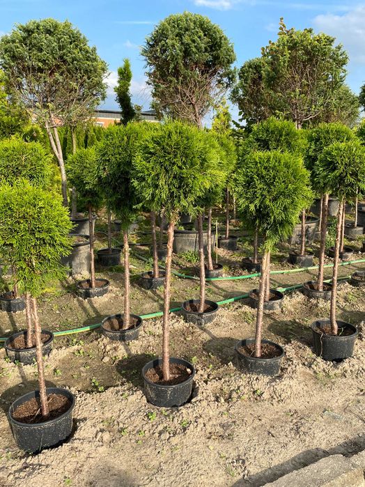 Tuja Smaragd formowana kula, wysokość 80-110cm, w doniczce, producent