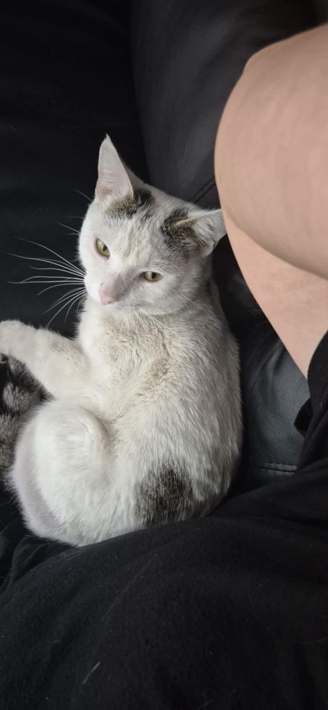 Kocurek Fredziu do adopcji