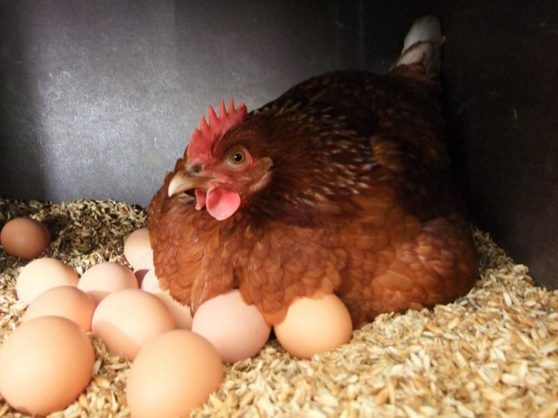 Куриные домашние яйца, курячі яйця.