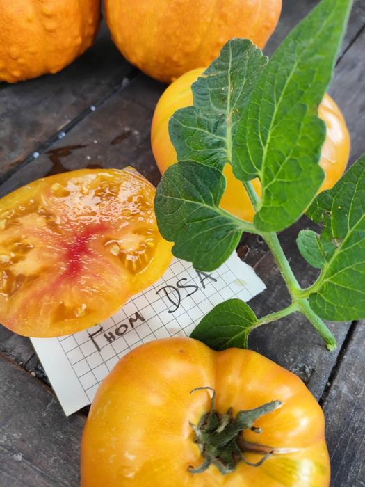 Набір насіння томатів колекційних