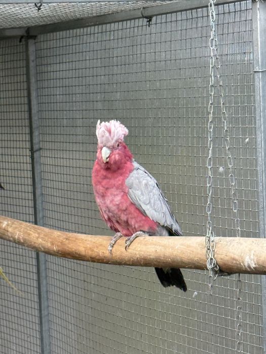 Cacatua Galah macho adulto