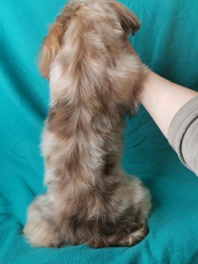 Болонка, мальчик