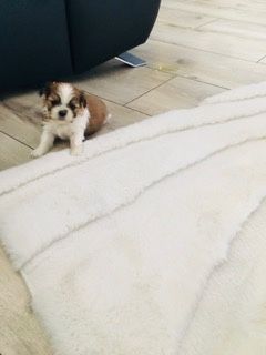 Shih tzu szczeniaczki do rezerwacji