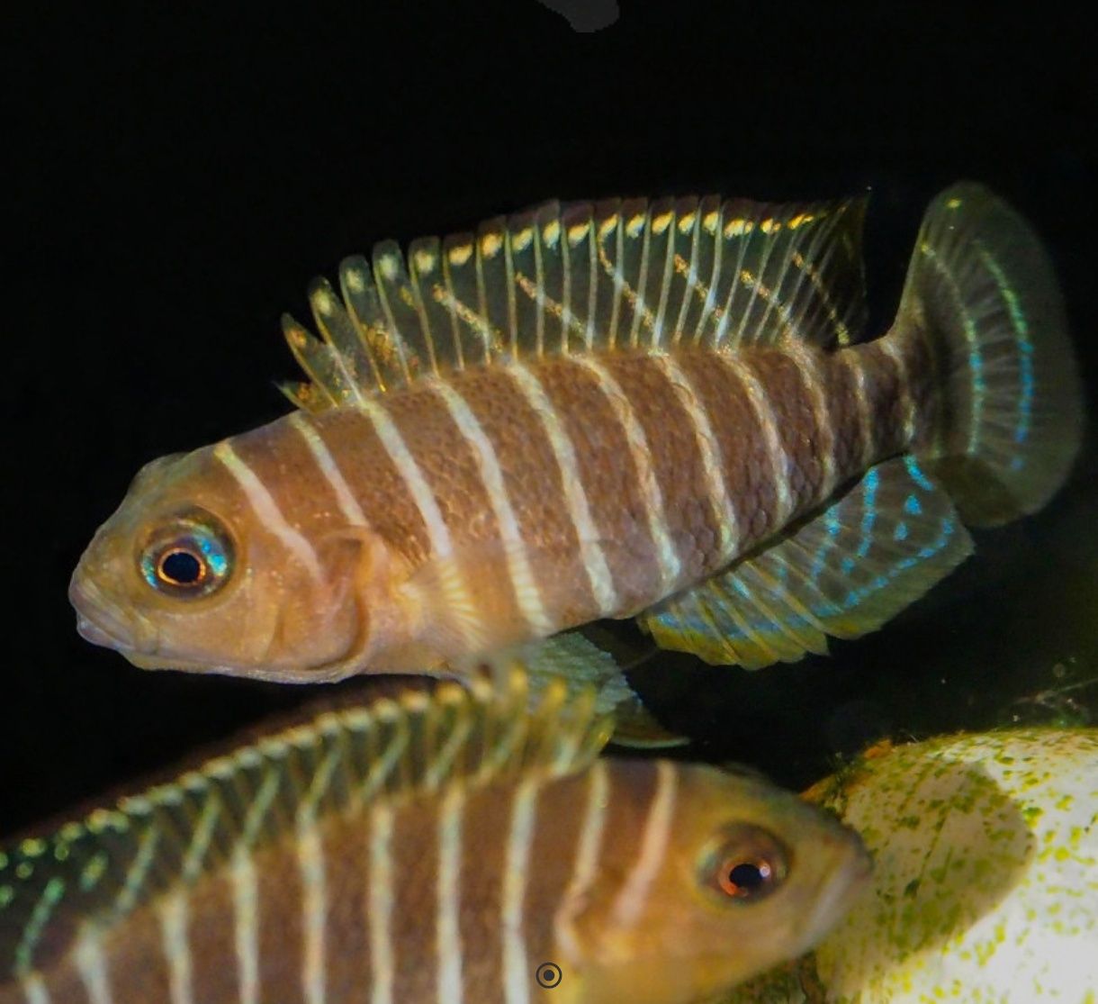 Neolamprologus similis