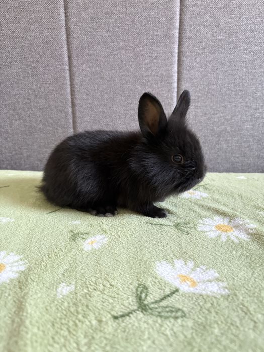 Małe króliczki miniaturki