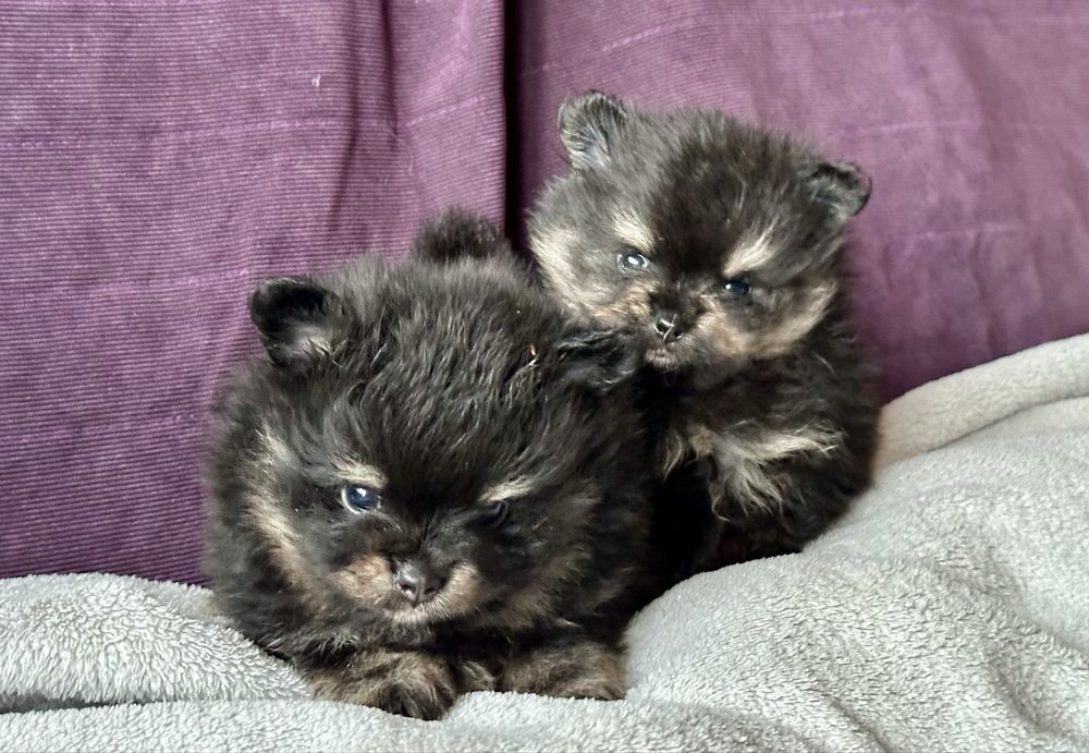 Szpic miniaturowy pomeranian black and tan pieski suczki