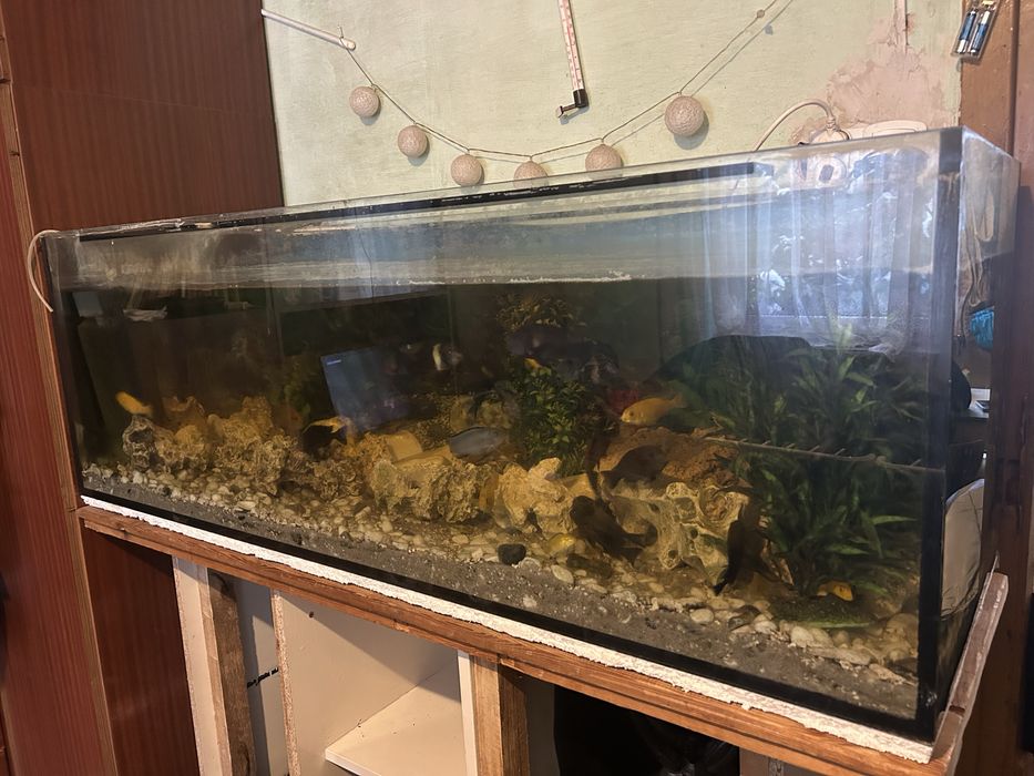 Sprzedam akwarium z rybkami