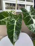 Алоказія Frydek Variegata
