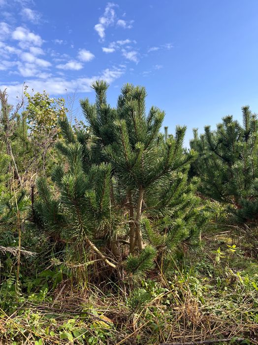 Sosna czarna (łac. Pinus nigra) 100-130 cm Żywopłot