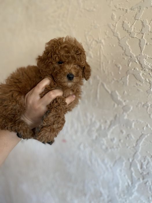 Мальтипу эксклюзив — малыш ред браун