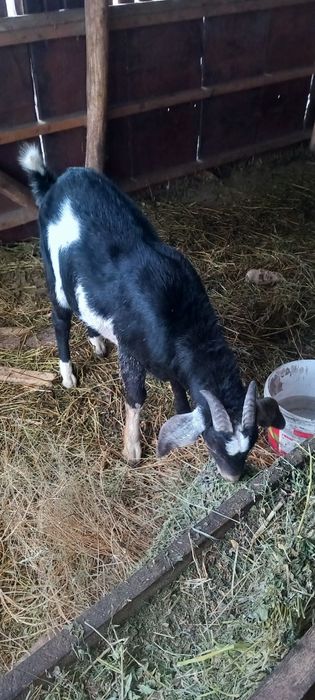 Продаю Англо-нубійський козлик