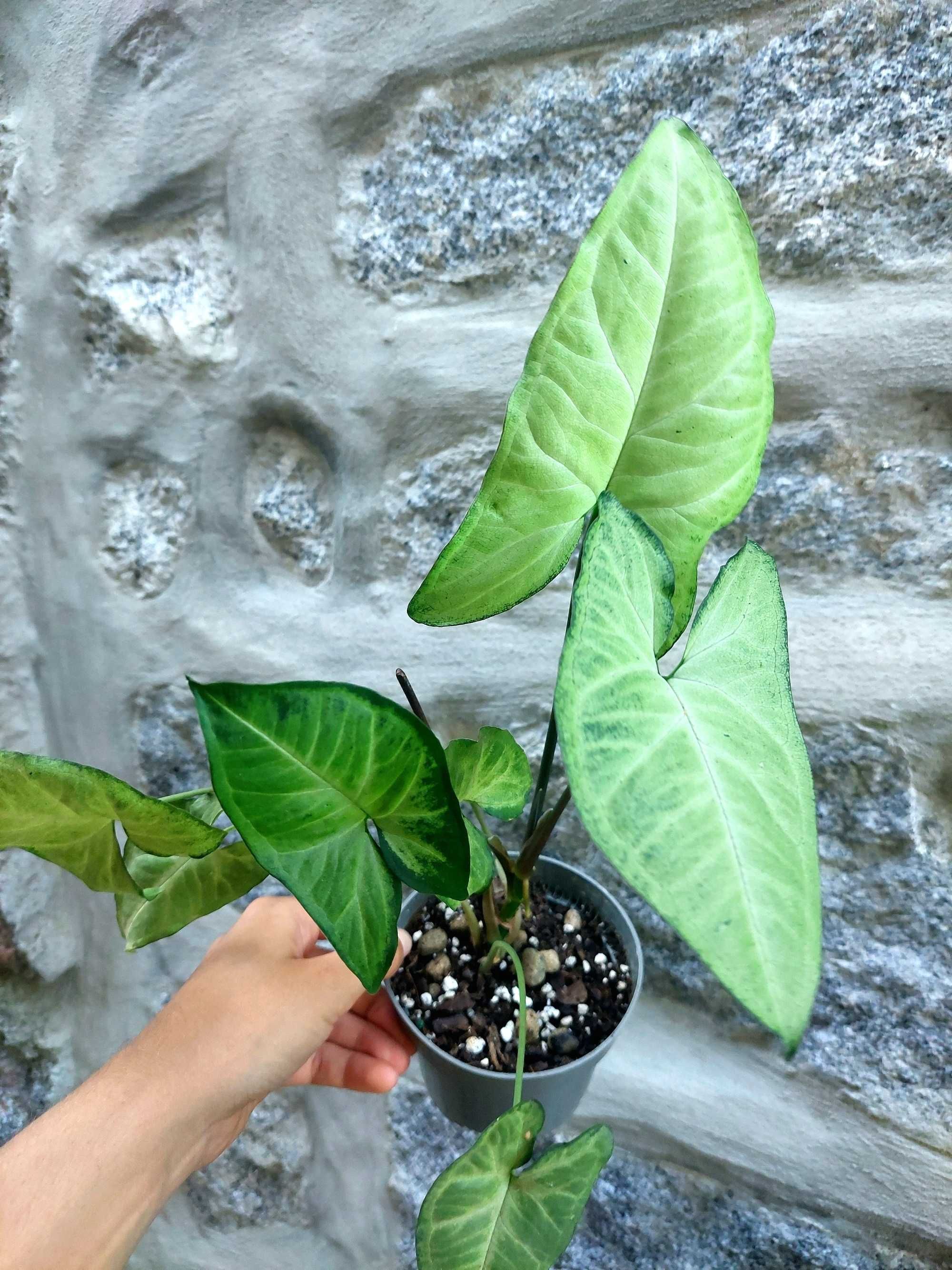 Planta Syngonium Butterfly