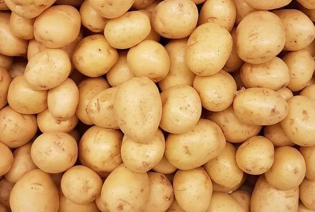 Ziemniaki ekologiczne 1,5zł za kilogram