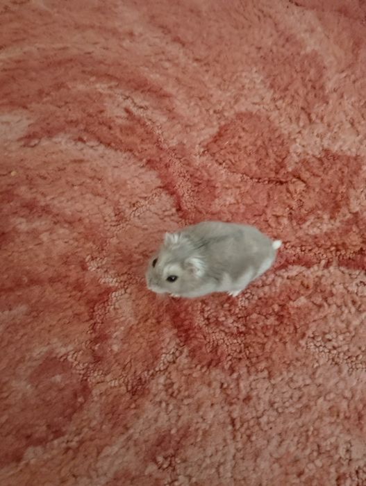 Джунгарскі хомяки