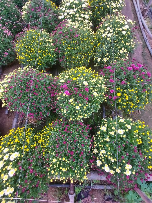 Chryzantemy doniczkowe