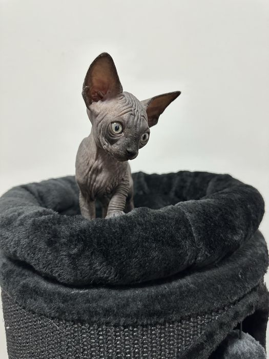 ELSA kotka sfinks kanadyjski czarny