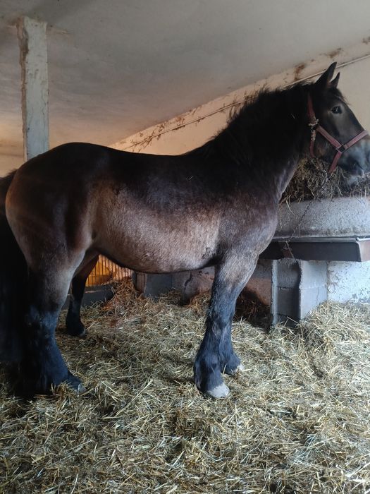 Klacz zimnokrwista, Sztum