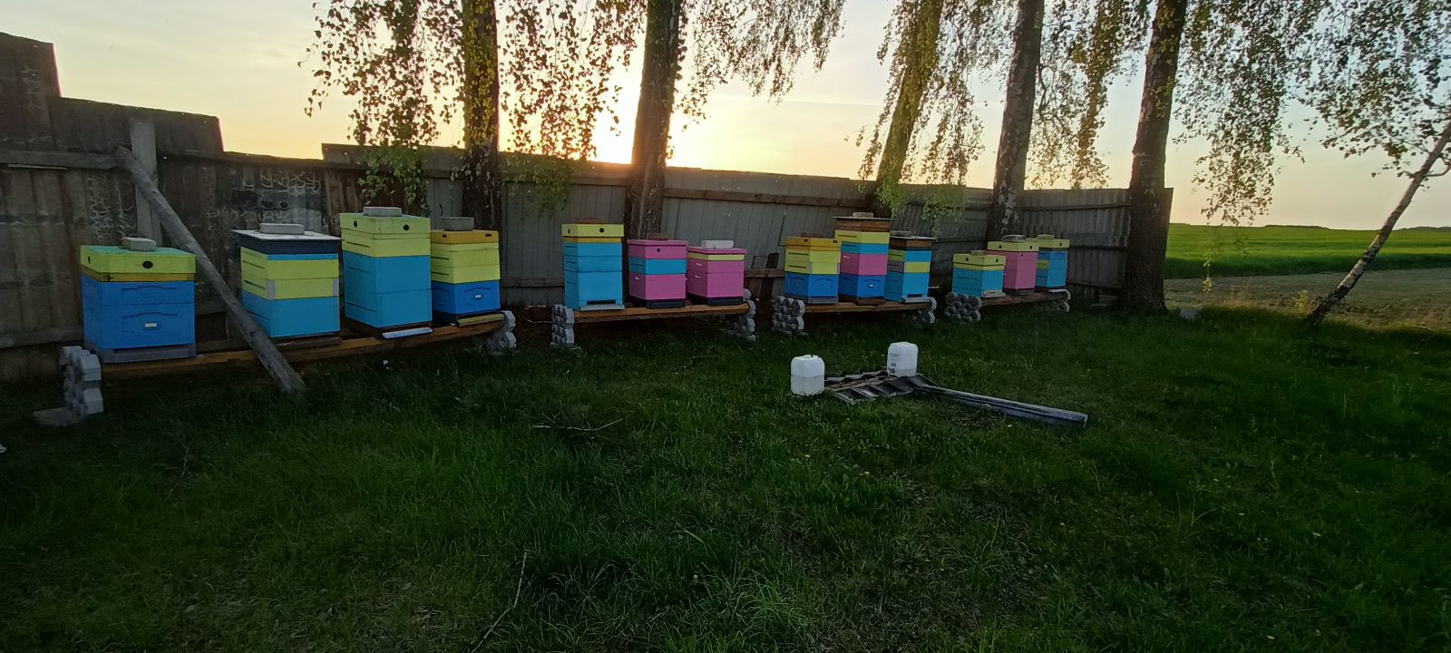 Miód naturalny  z własnej pasieki