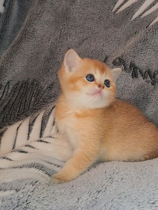 Чистокровні дівчатка золоті шиншили