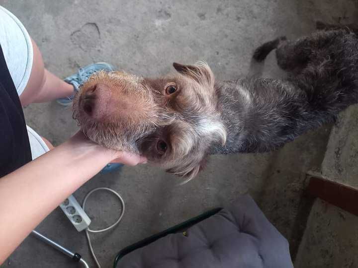 Cãozinho muito amigável para adoção