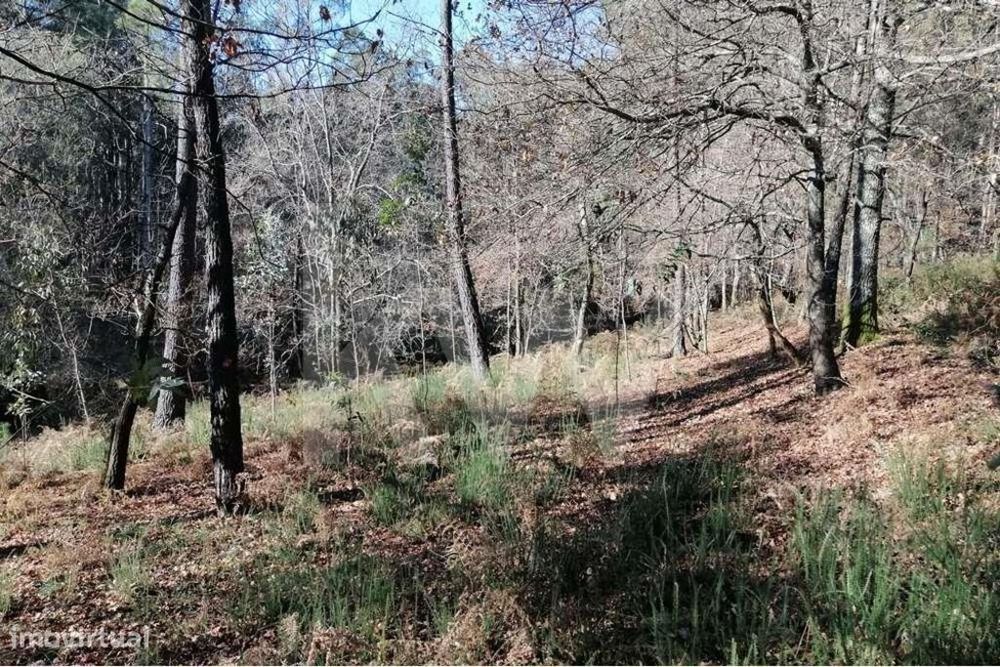 Bouça com excelente disposição solar e com linha de água