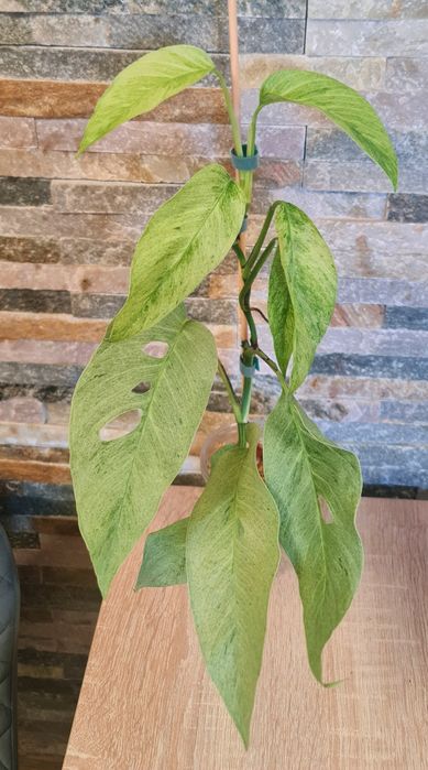 Monstera laniata Mint var,9 liści