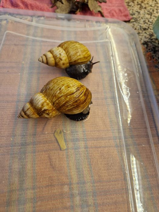 Подарунковий набір УляСет5 Ахатина Фуліка