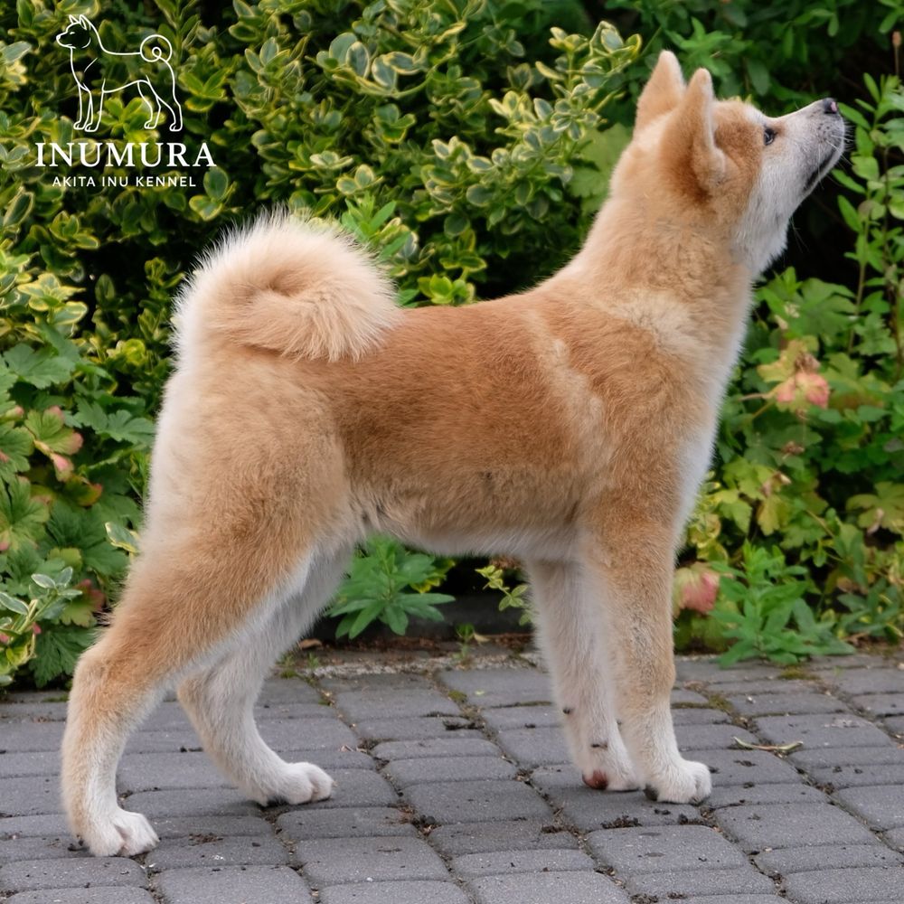 Akita inu akita japońska suczka szczeniak ZKWP gotowa do odbioru