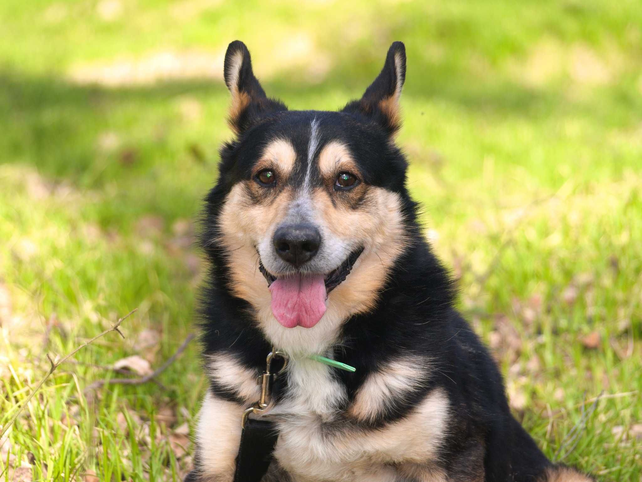 Edek - radosny i serdeczny psiak do adopcji.