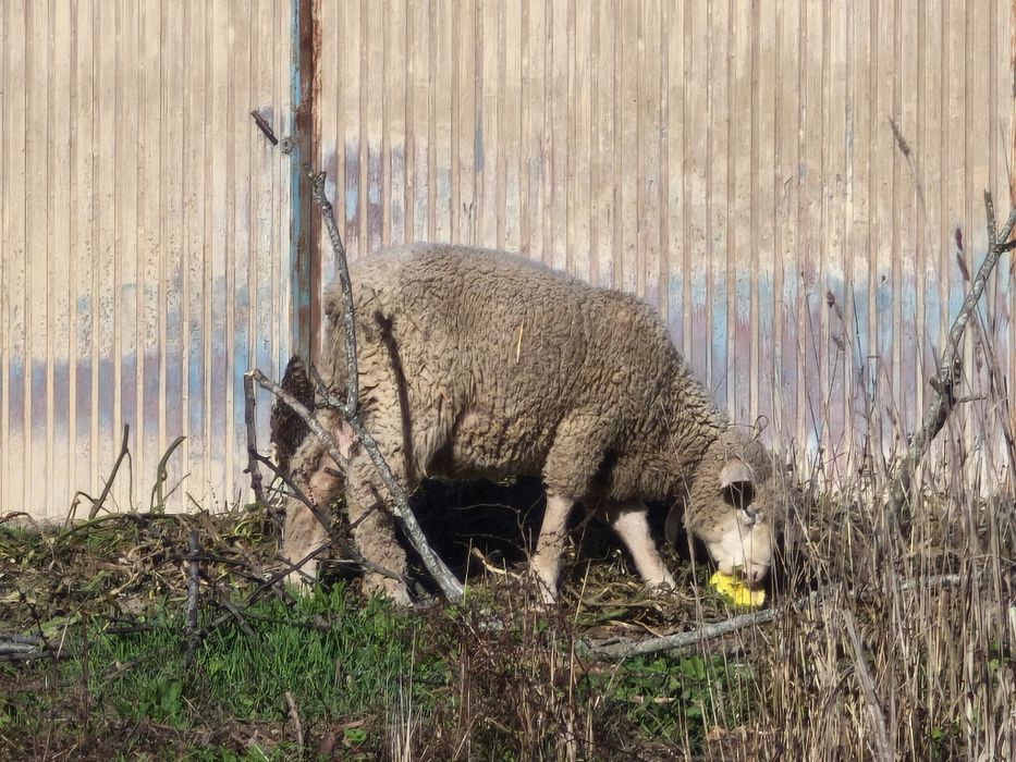 Borrego Ilê de France
