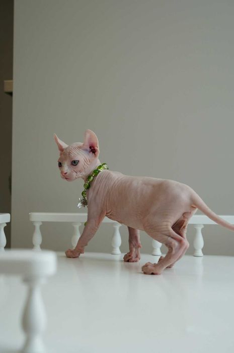 Барні хлопчик породи Ельф