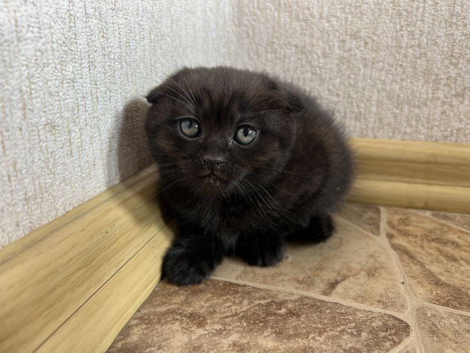 Шотландська висловуха дівчинка