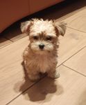 Morkie Morkshire piesek