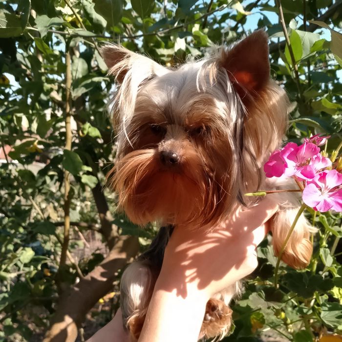 Йоркширский крошки