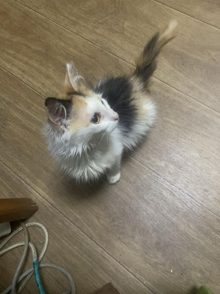 Котеня шукає люблячу сімю, дівчинка триколірка