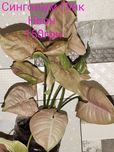 Сингоніуми (syngonium)