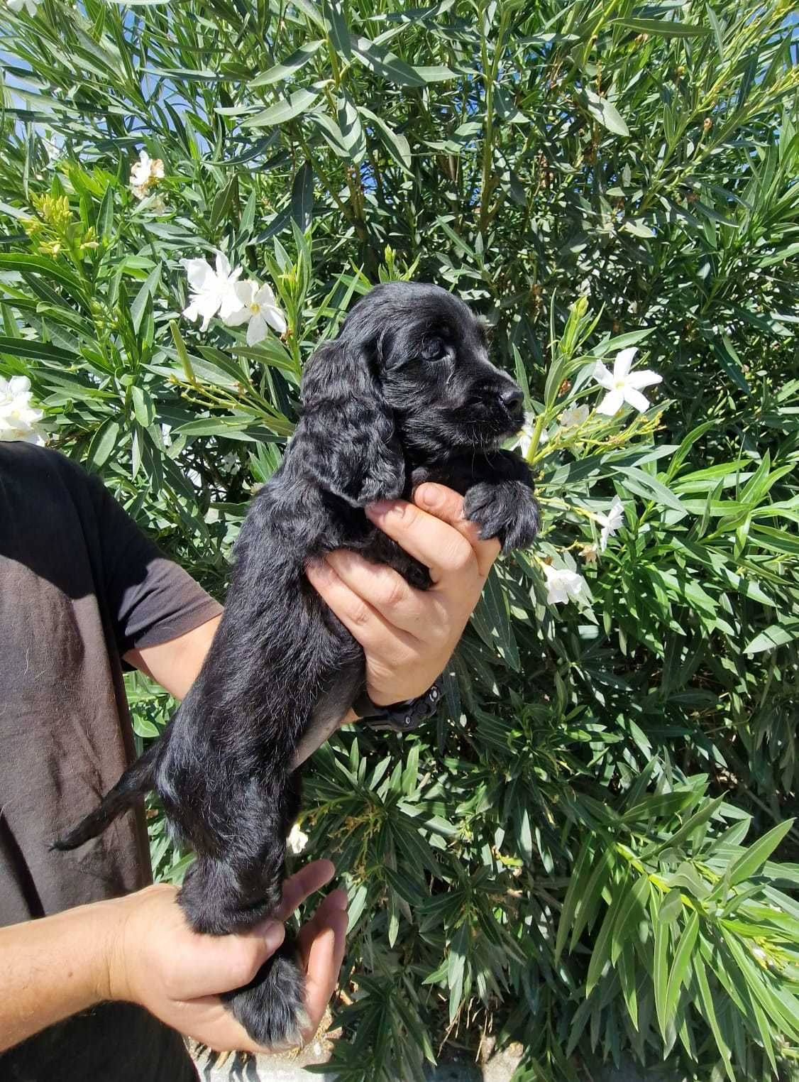 Cocker Spaniel Inglês Preto