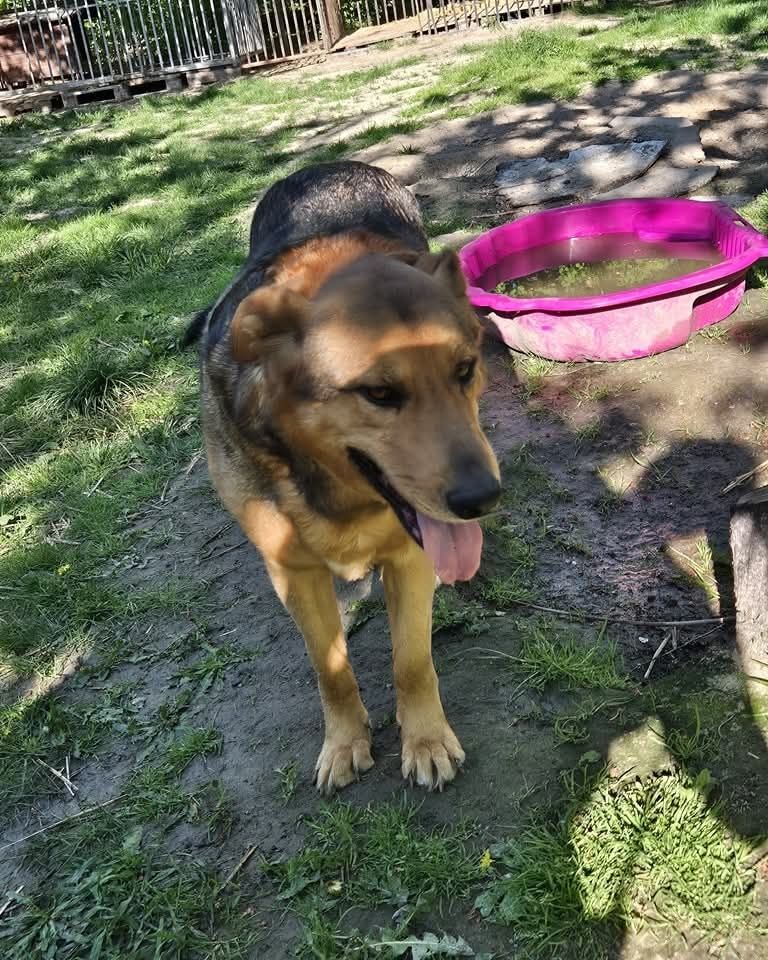 Do adopcji  Nero