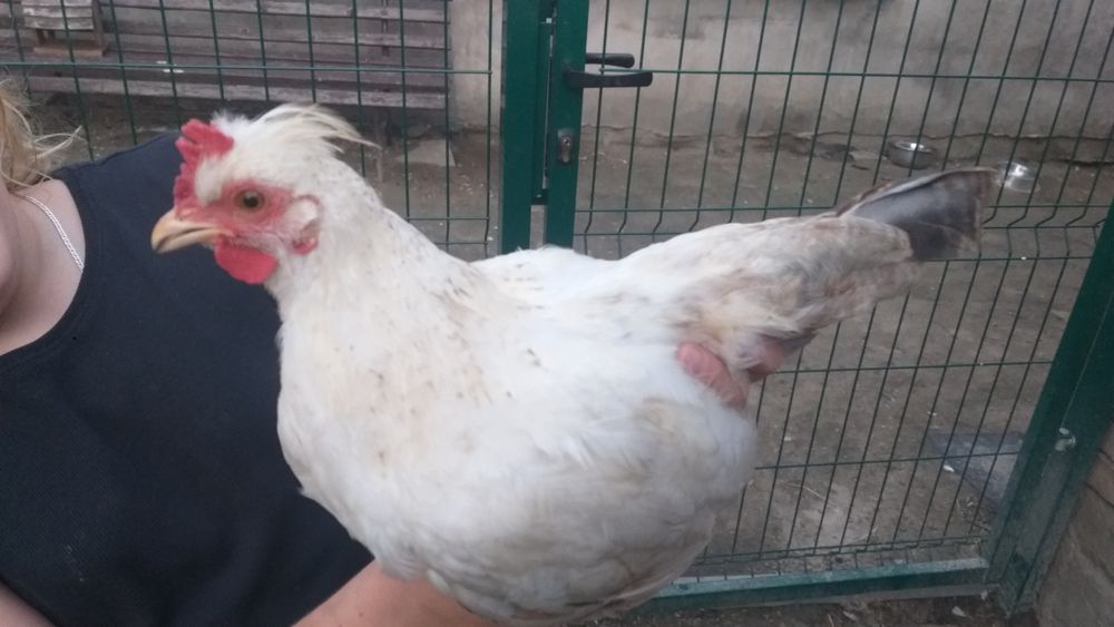 Kogut, koguty - sprzedam