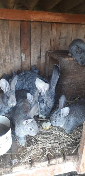 Продам кролики породи Шиншила сіра.