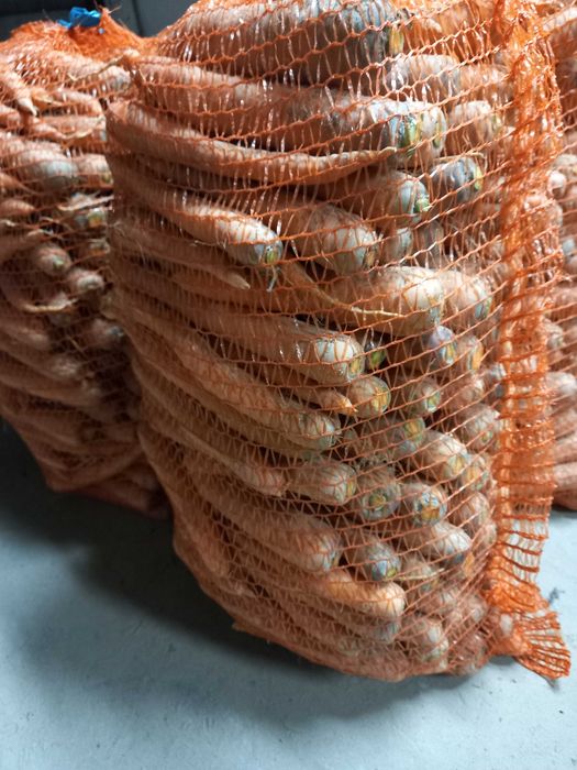 Marchew jadalna Perfekcja lub Flakkee 15kg