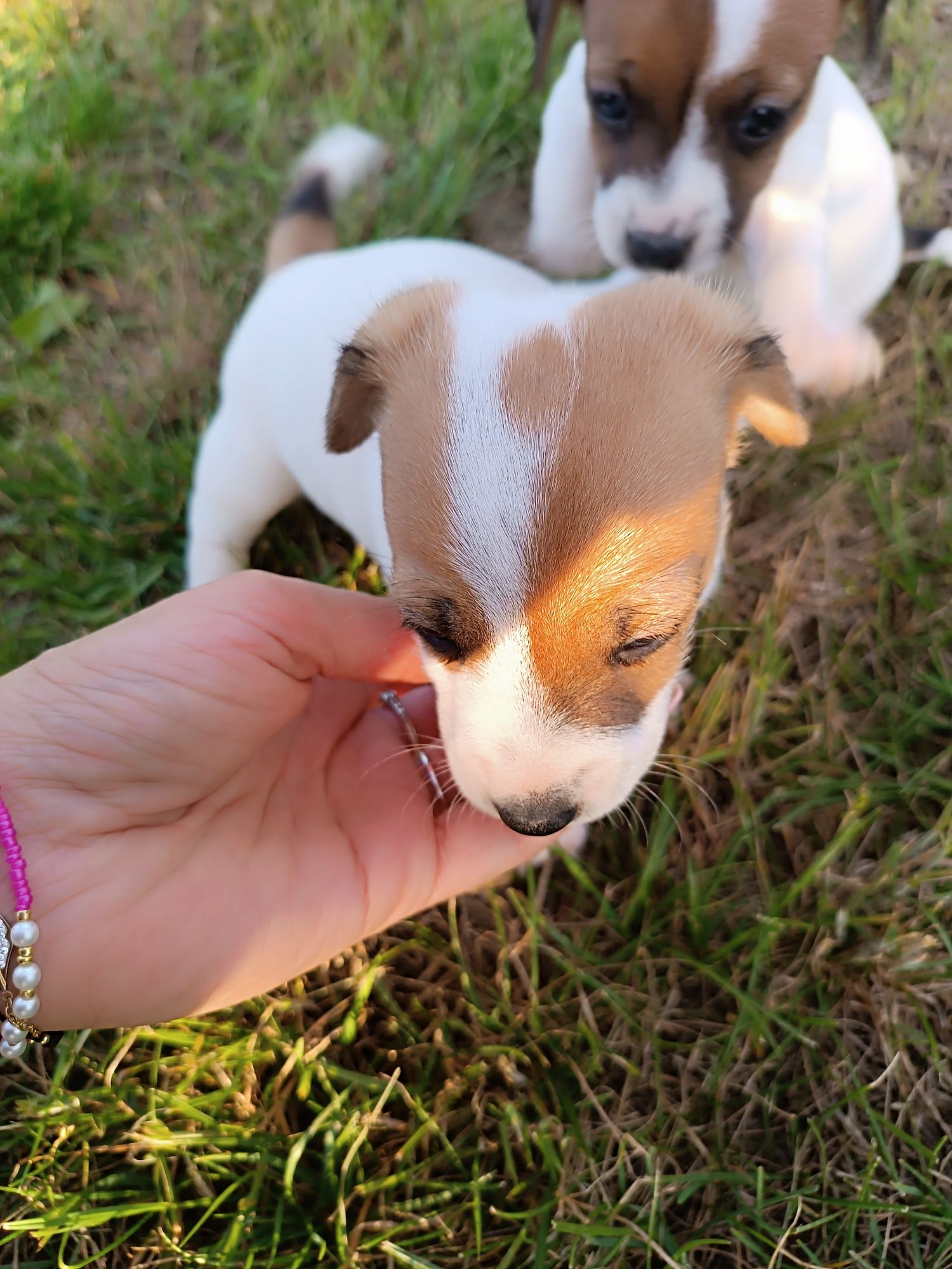 Jack Russell terrier