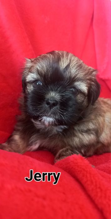 Shih-Tzu od zootechnika  i behawiorysty DNA