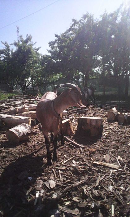Продам кіз  50%  87.7%та 93.5  97.5% Англо Нуб підрощенних та дойних.