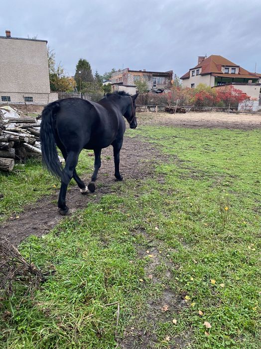 Sprzedam karą klacz