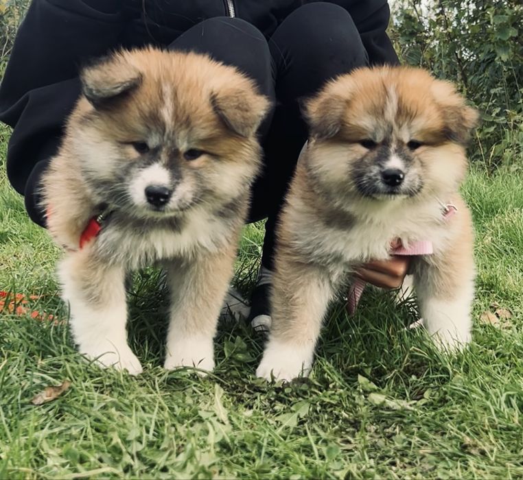 Akita Inu Japońska szczeniak rodowód ZKwP/FCI